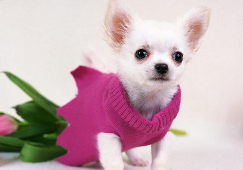 吉娃娃拉稀怎么办,吉娃娃拉稀黄水