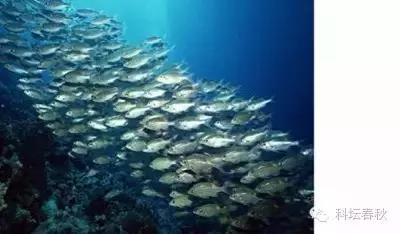 戴世强专栏｜流体力学的魅力（第五篇）鱼儿这样告诉我们