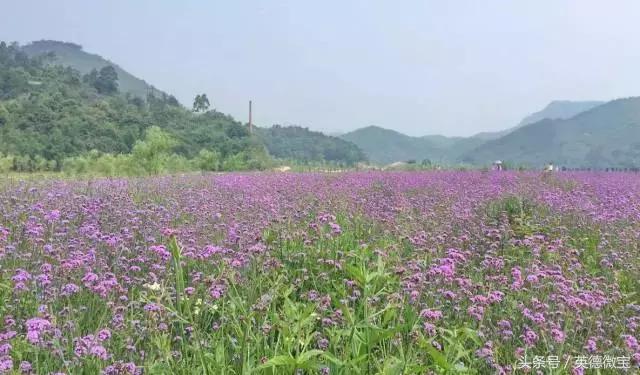 刘家旺普罗旺斯薰衣草花海,法国普罗旺斯薰衣草花海唯美视频