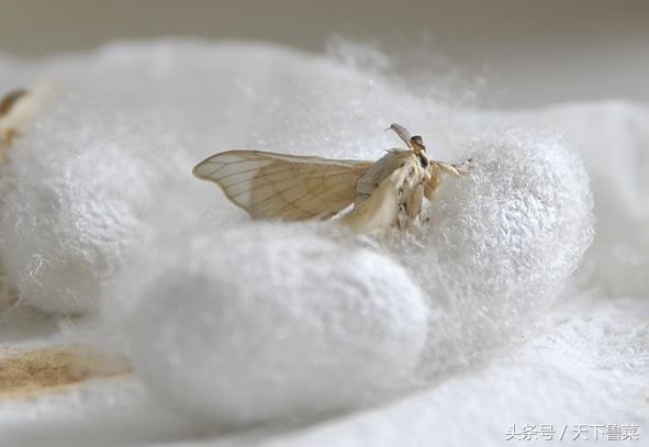 吐丝不结茧,吐司不拉丝