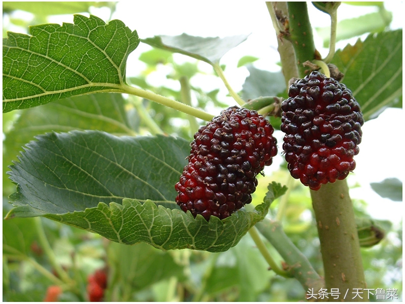 吐丝不结茧,吐司不拉丝