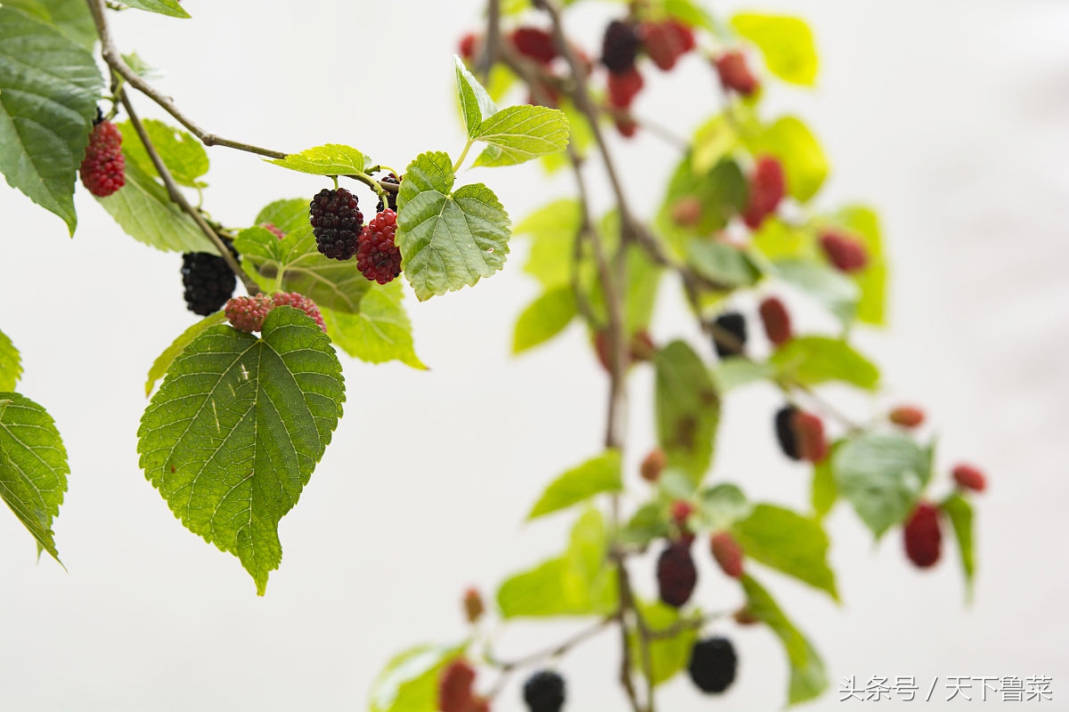 吐丝不结茧,吐司不拉丝
