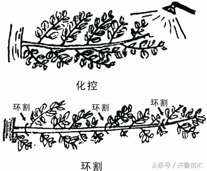 夏季果树环剥要慎重,不是所有果树都可以环剥哦!(附各类果树环剥操作技术)
