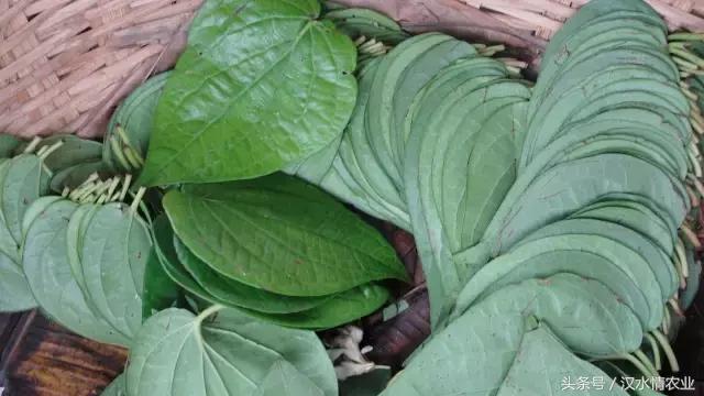 「富硒集市」到底是魔芋、磨芋、还是蘑芋?