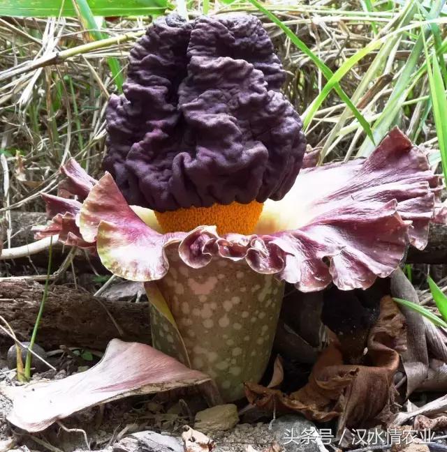 「富硒集市」到底是魔芋、磨芋、还是蘑芋?