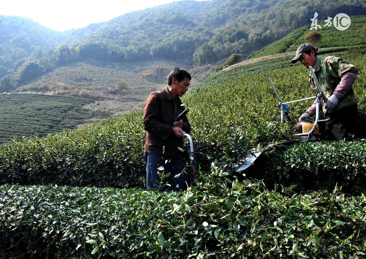 铁观音有哪些基本常识,怎样的铁观音是最好的