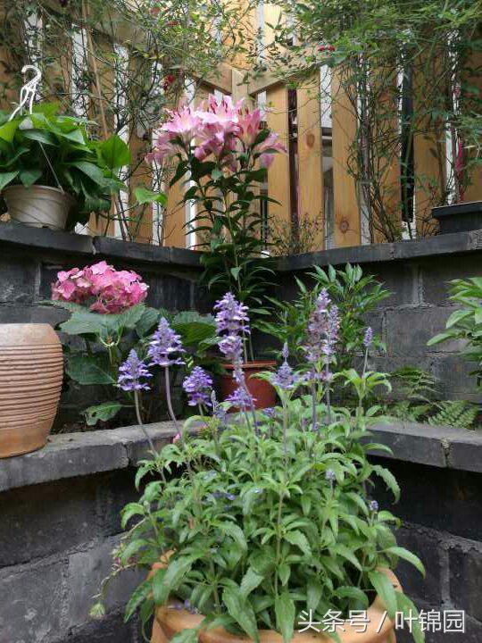 锦园，心得自在呼吸