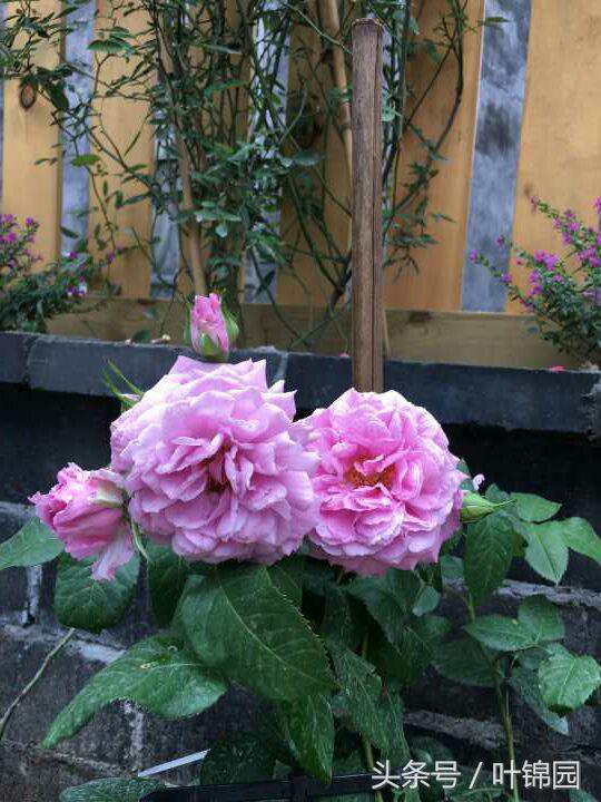 锦园，心得自在呼吸