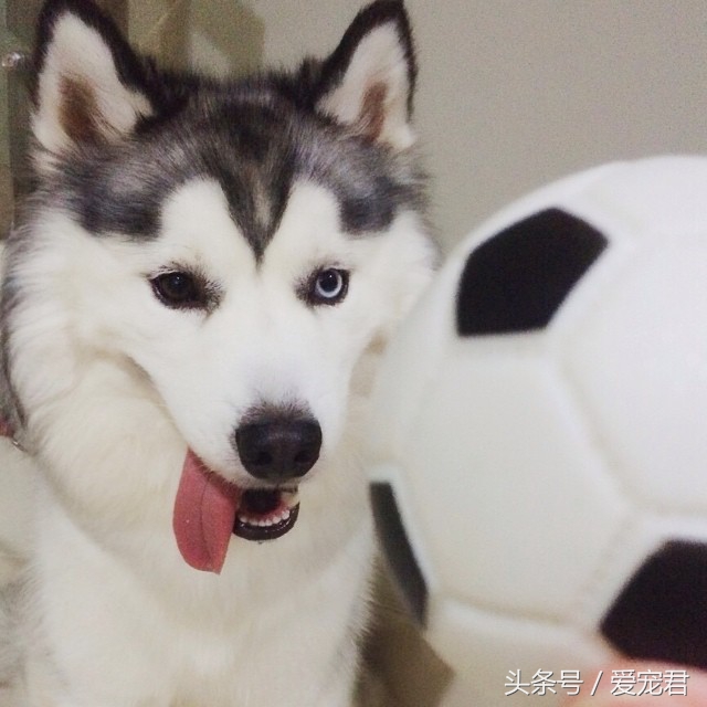 狗狗可以吃油的食物吗,狗狗可以吃带油食物吗