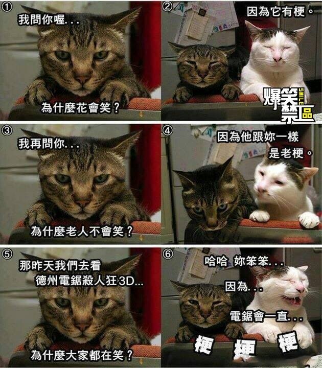 猫咪结扎之后需要注意什么,猫咪结扎前一定要打三联