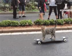 猫咪牙齿被划伤,猫咪牙齿被磕碎了