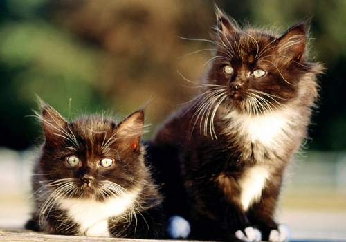 小猫咪消化不良是什么症状,小猫咪消化不良怎么按摩