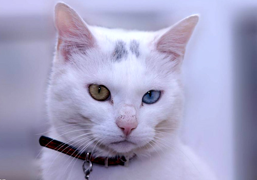 小猫咪消化不良是什么症状,小猫咪消化不良怎么按摩