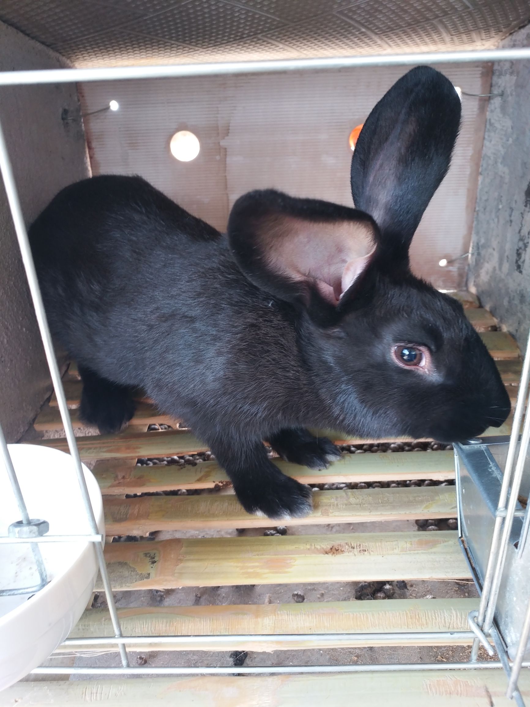 刚逮回来的种兔应该怎样预防,杂交野兔和家兔哪个好养