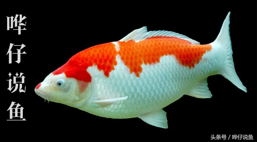 该给锦鲤喂什么,一冬天只给锦鲤喂水果好吗