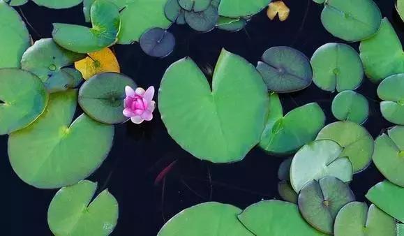 OMG！睡莲居然不是莲，今天才知道！