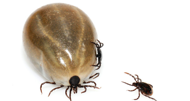 蚊子最怕的三种虫子,蚊子最怕的虫子排名