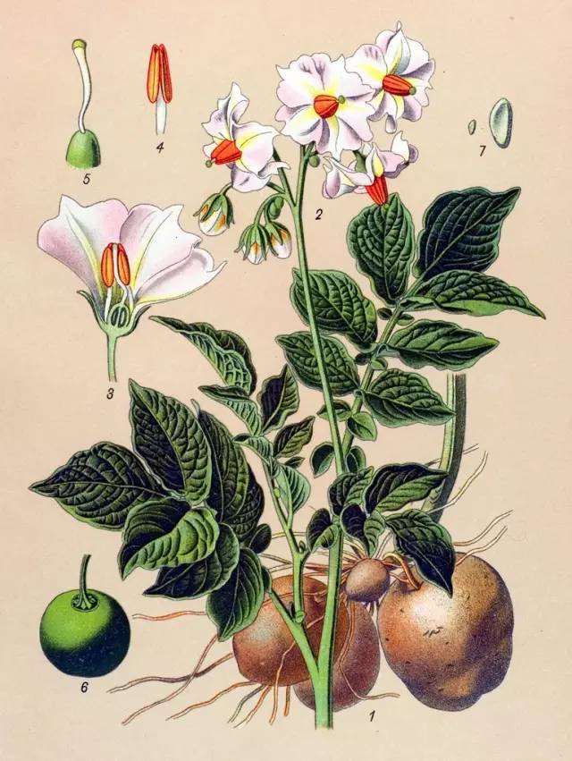 国家推进马铃薯主粮化影响,中国农业经历了几次主粮改革