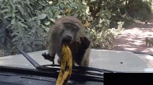 各种爆笑gif,搞笑gif趣图谁叫你不来陪我玩呢