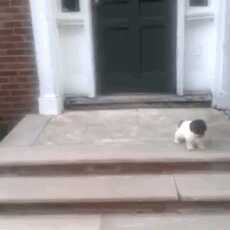 你在搞什么鬼畜原版,你在搞什么鬼