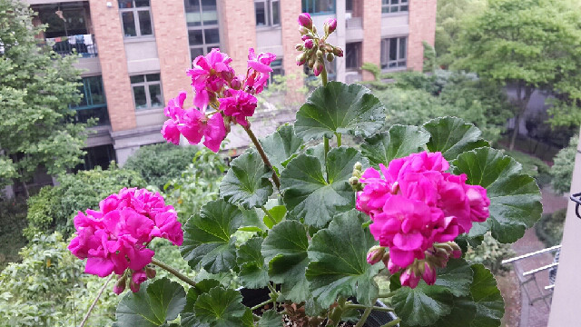 天竺葵刚种上有点枯萎怎么办,天竺葵移栽二天叶子黄了怎么办