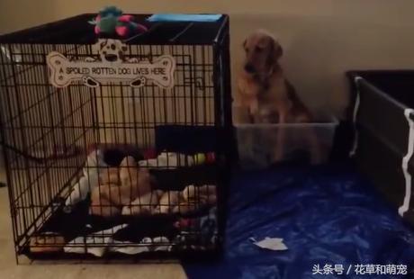 金毛生下小狗要不要抱一边去,金毛生完宝宝后继续刨地