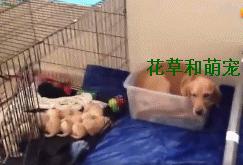 金毛生下小狗要不要抱一边去,金毛生完宝宝后继续刨地