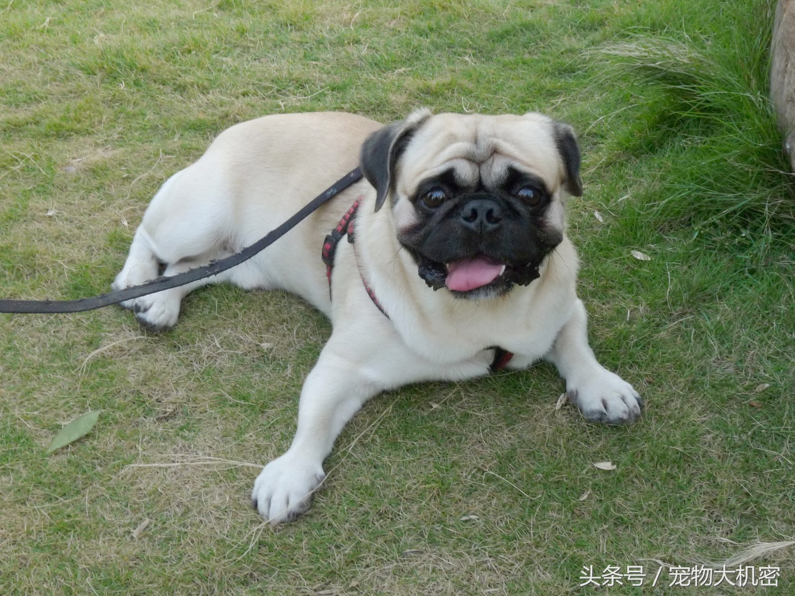 巴哥犬是中国本土狗吗,巴哥狗又叫沙皮狗吗