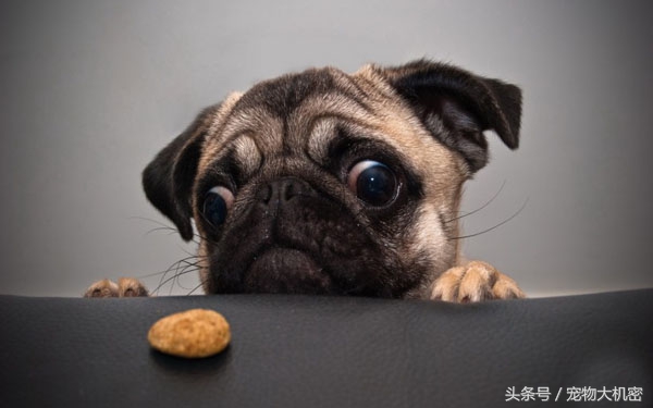 巴哥犬是中国本土狗吗,巴哥狗又叫沙皮狗吗