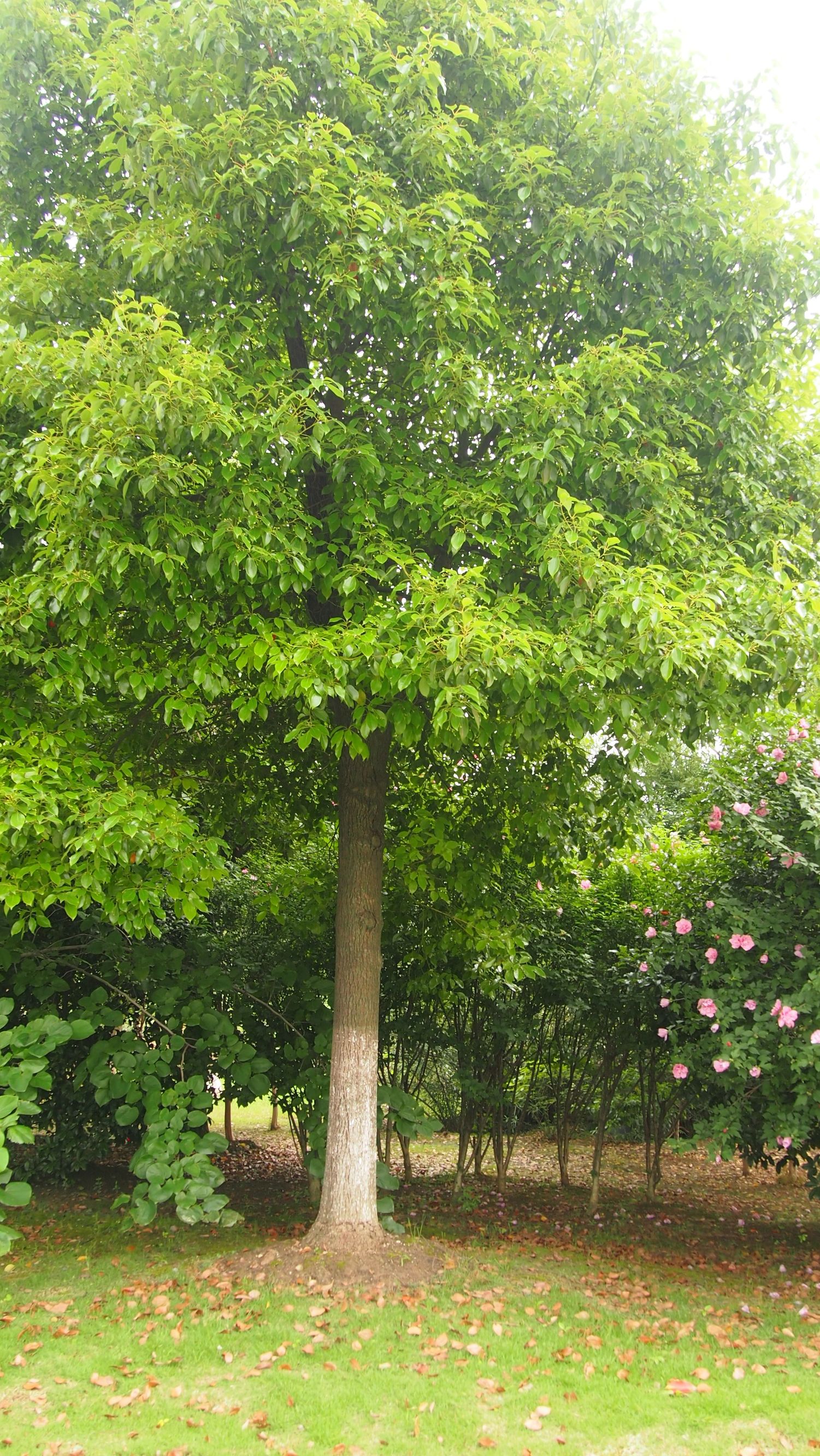 樟脑香气扑鼻,樟字名字意义