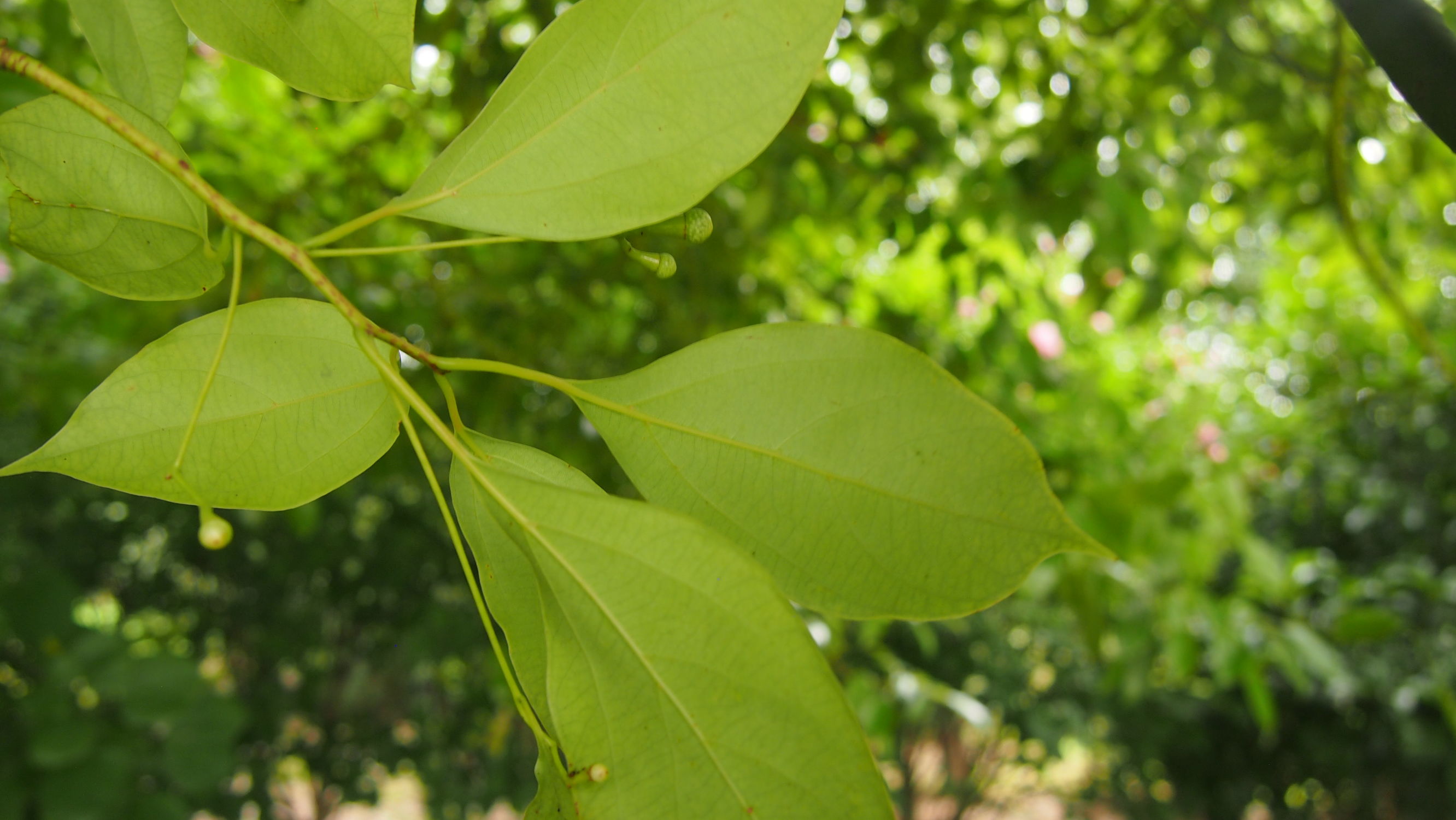 樟脑香气扑鼻,樟字名字意义