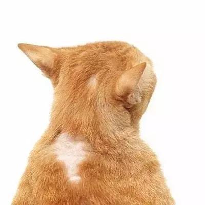 梅雨季猫癣症状,天气连续潮湿猫癣高发期