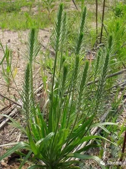 车到山前必有草,车到山前必有路山前山后都有