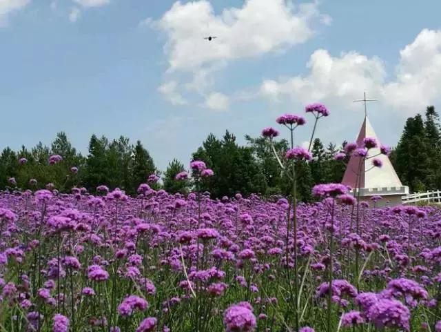 苏马荡避暑胜地是在哪个县,7月的苏马荡避暑真实感受
