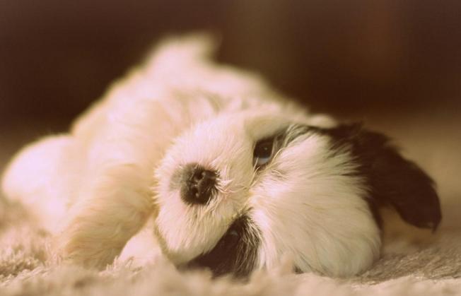 十大最可爱的宠物狗排行榜,十大最受欢迎宠物狗排行榜