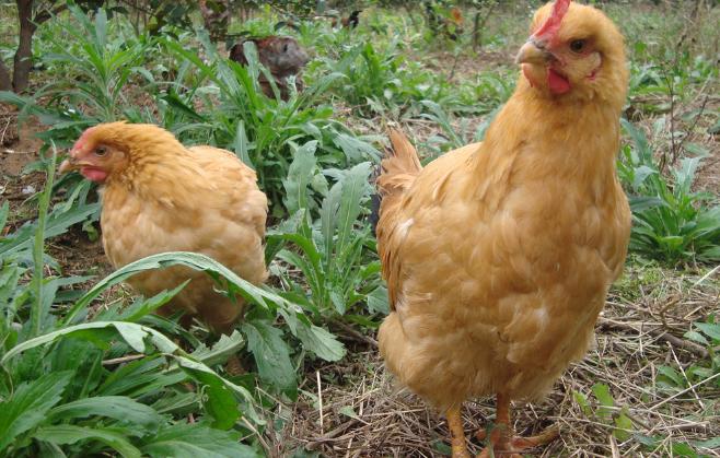 今年下半年养什么东西行情最好,钱景养殖方法