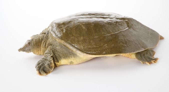 今年下半年养什么东西行情最好,钱景养殖方法