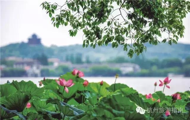 OMG！睡莲居然不是莲，今天才知道！