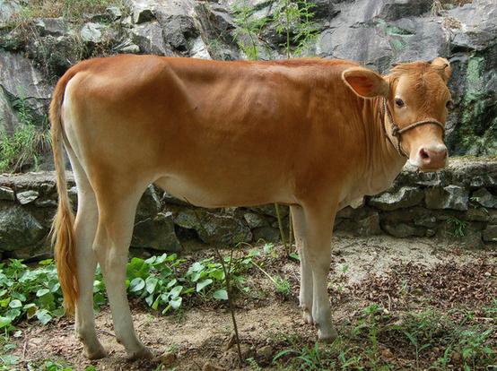 属牛幸运数字1985年出生,1985年属牛女五月出生