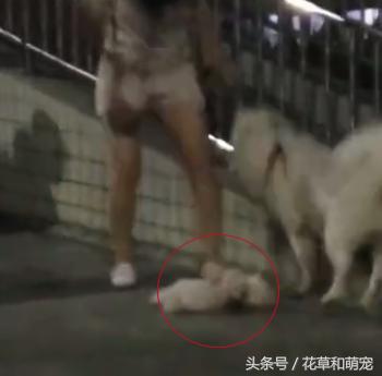 萨摩耶发飙咬其他狗,萨摩耶呲牙咧嘴凶主人被打