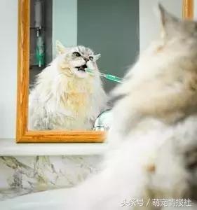 猫咪口臭怎么解决,猫咪牙齿