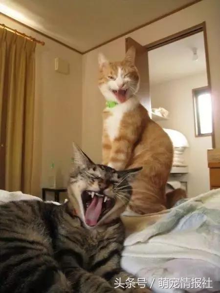 猫咪口臭怎么解决,猫咪牙齿