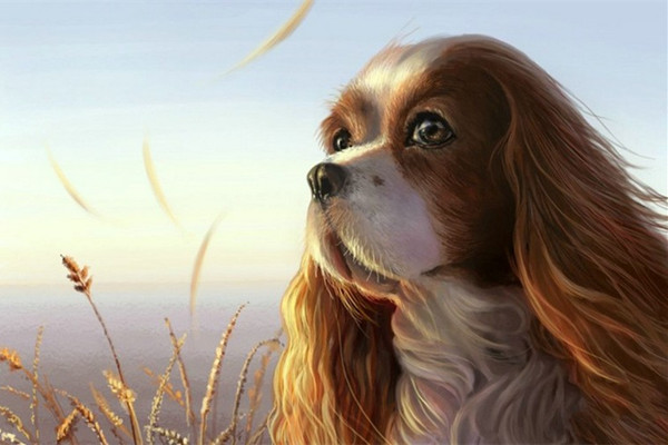 狗狗毛发干枯粗糙怎么办用护毛素,狗狗毛发毛躁怎么护毛