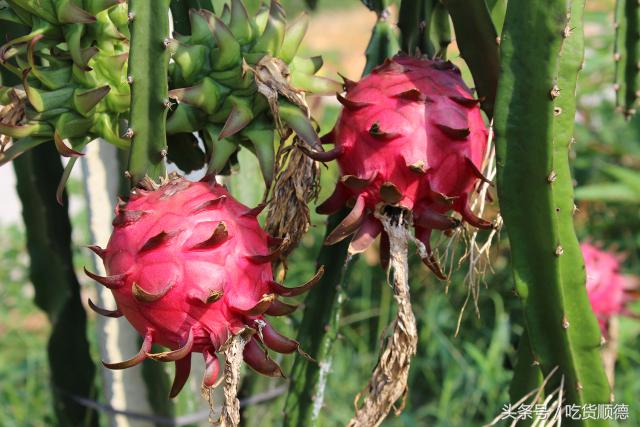 高明可以摘水果的农庄,高明60亩农庄