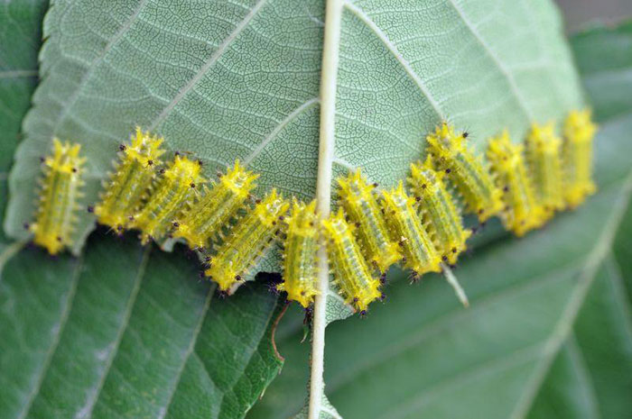 令人恐怖的农业害虫,农村惹人厌的植物