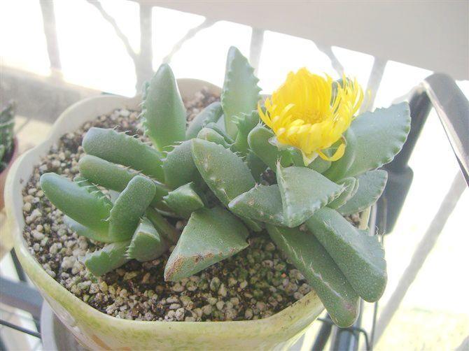 多肉除甲醛最有效的方法,多肉除甲醛最好的方法