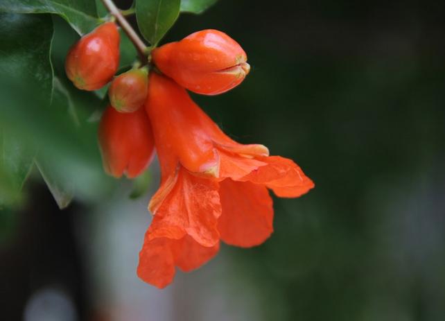 你是几月出生的就开什么花,猜猜你是什么样的花