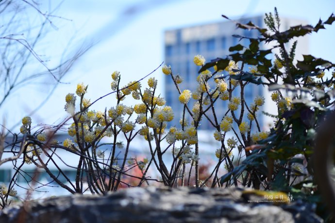 鎷滆涓滅鑽夊爞,鑺卞洯鎷滆