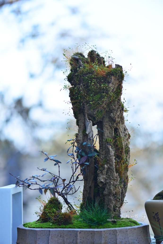 鎷滆涓滅鑽夊爞,鑺卞洯鎷滆