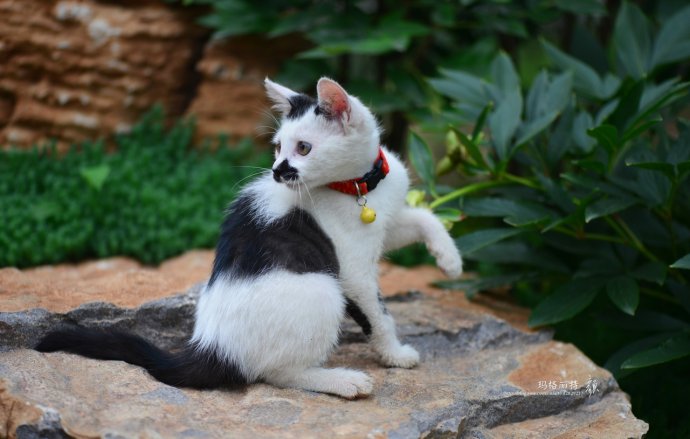 鎷滆涓滅鑽夊爞,鑺卞洯鎷滆